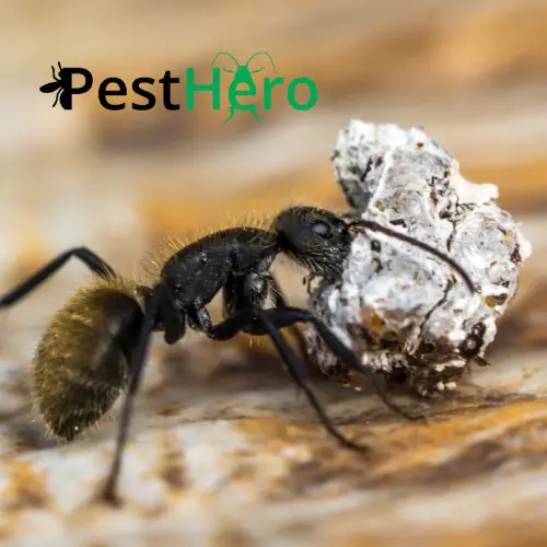 Ameisenbekämpfung in Schnaittach