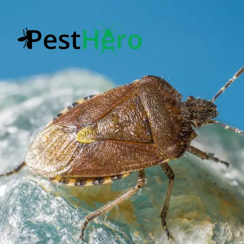 Bettwanzenbekämpfung in Steinwiesen