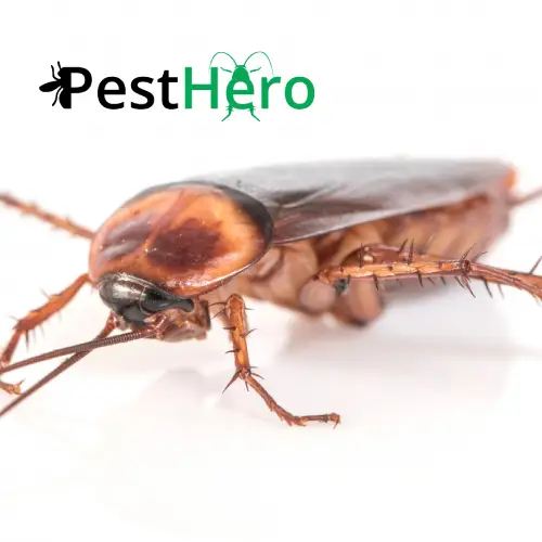 Schabenbekämpfung in Hartha