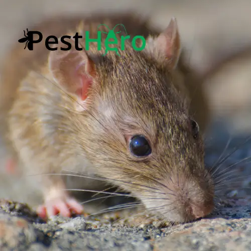 Mäusebekämpfung in Metten