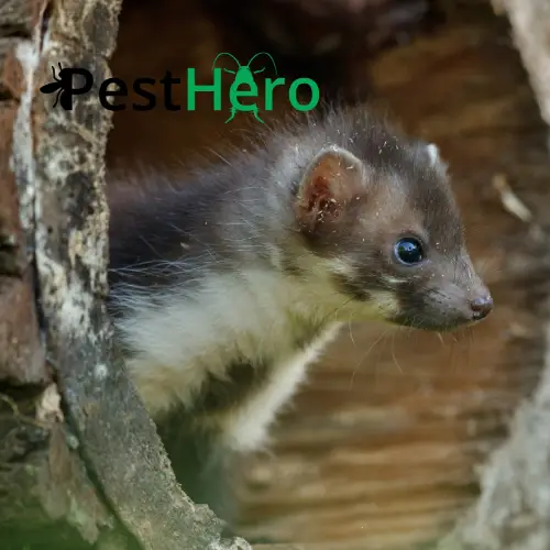 Marderabwehr in Bockhorn