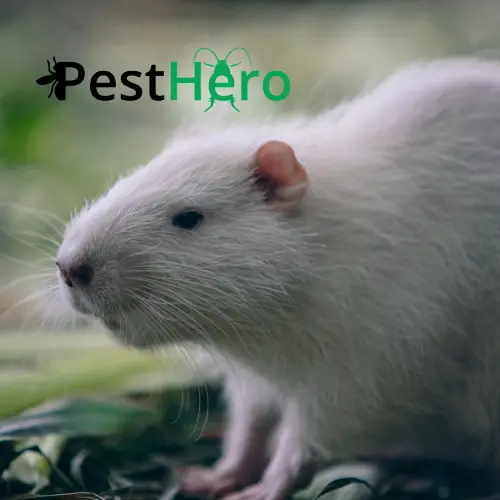 Rattenbekämpfung in Adelschlag