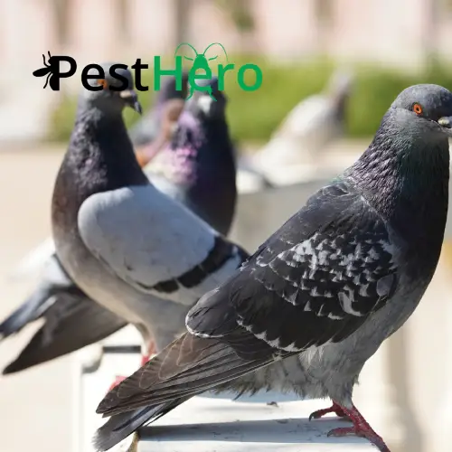 Taubenabwehr in Arrach