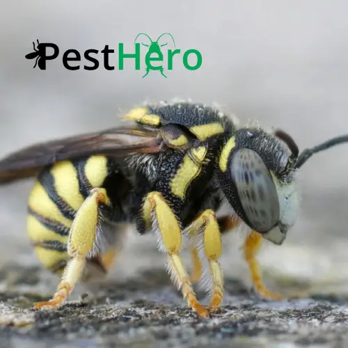 Wespenbekämpfung in Hoisdorf